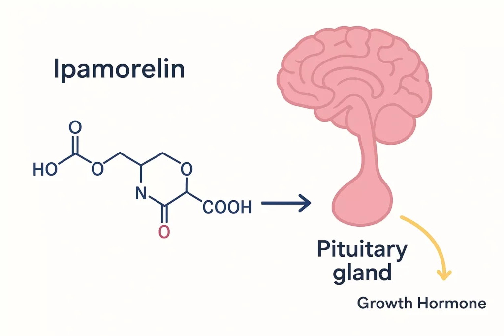 Diagram showing how Ipamorelin stimulates pituitary gland